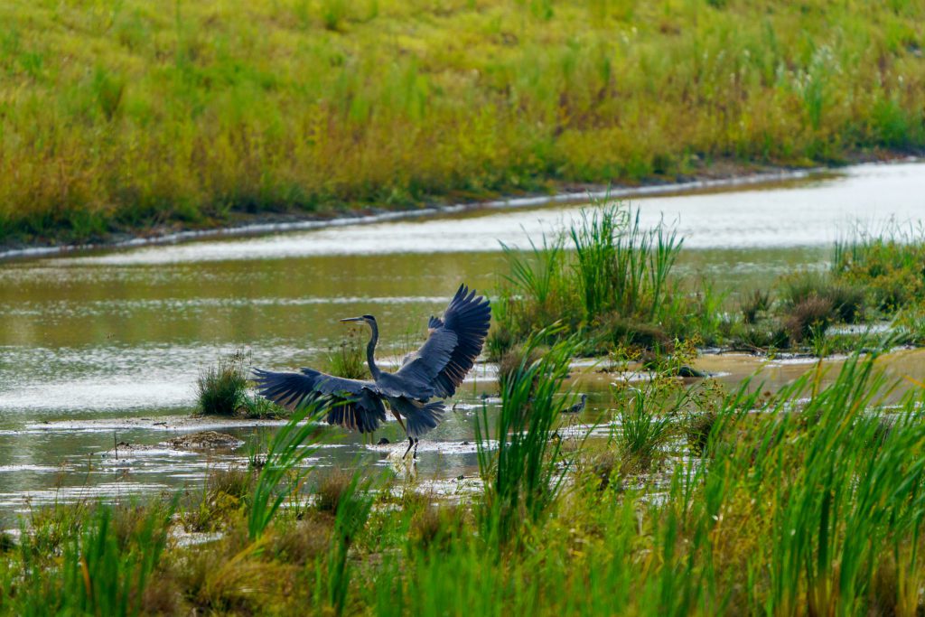 Bird on Pollinator Pathway at Camp Hall