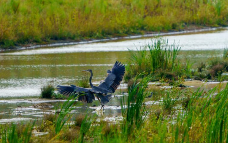 Pollinator Pathway at Camp Hall
