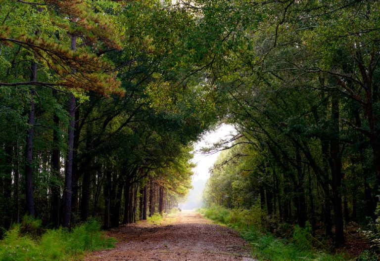 Pollinator Pathway at Camp Hall Commerce Park