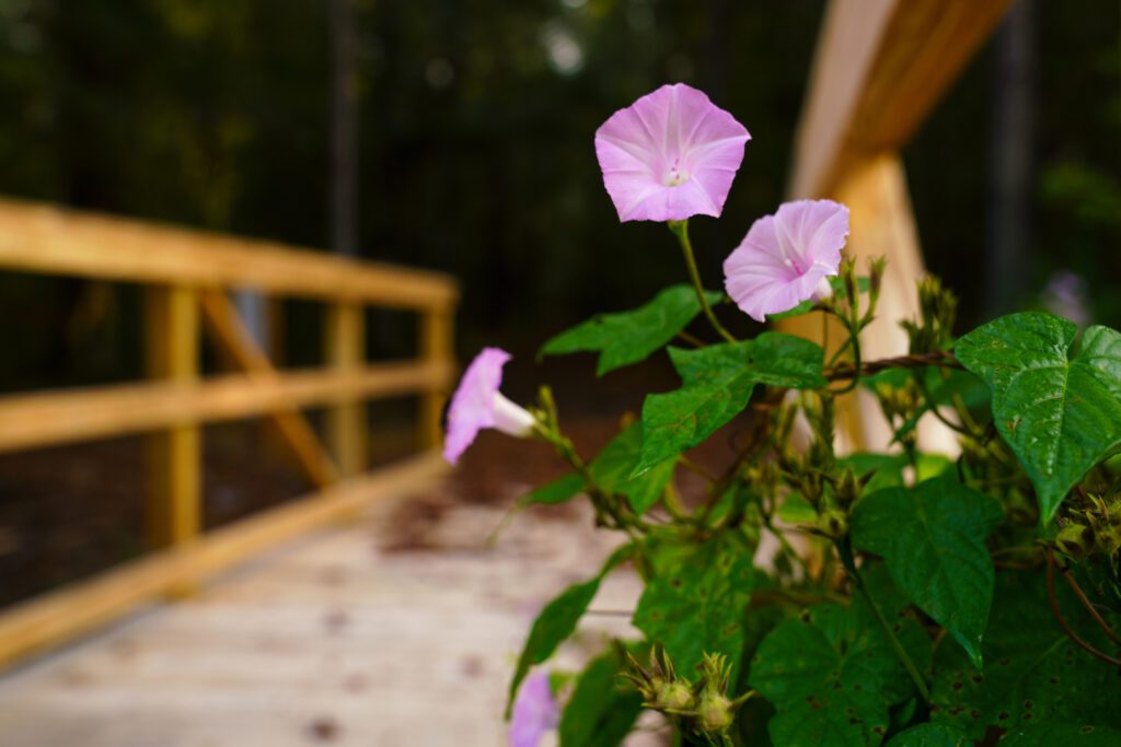 Flowers on Pollinator Pathway