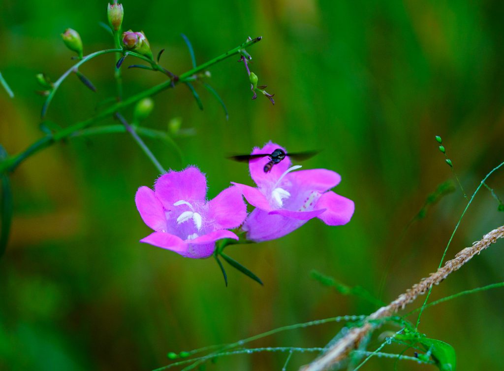 Flowers on Pollinator Pathway at Camp Hall