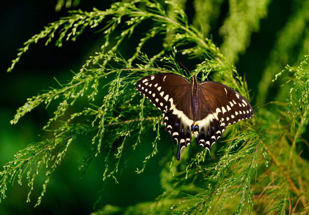 Butterfly in Pollinator Pathway Camp Hall