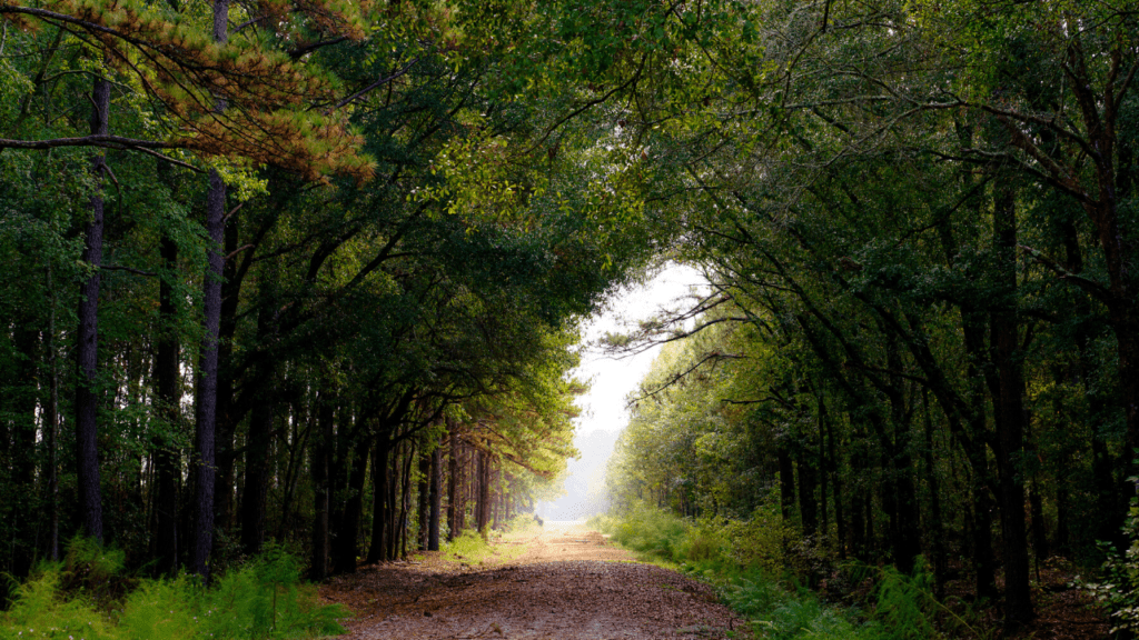 wooded trail at Camp Hall Commerce Park