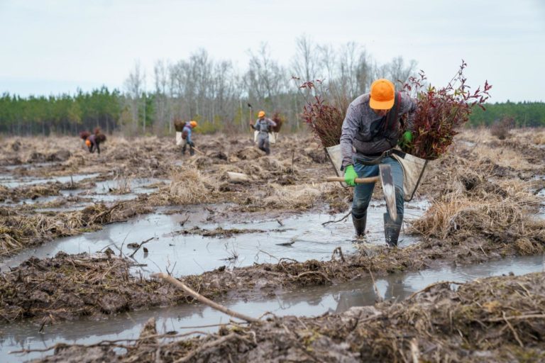 Workers planting trees at Camp Hall