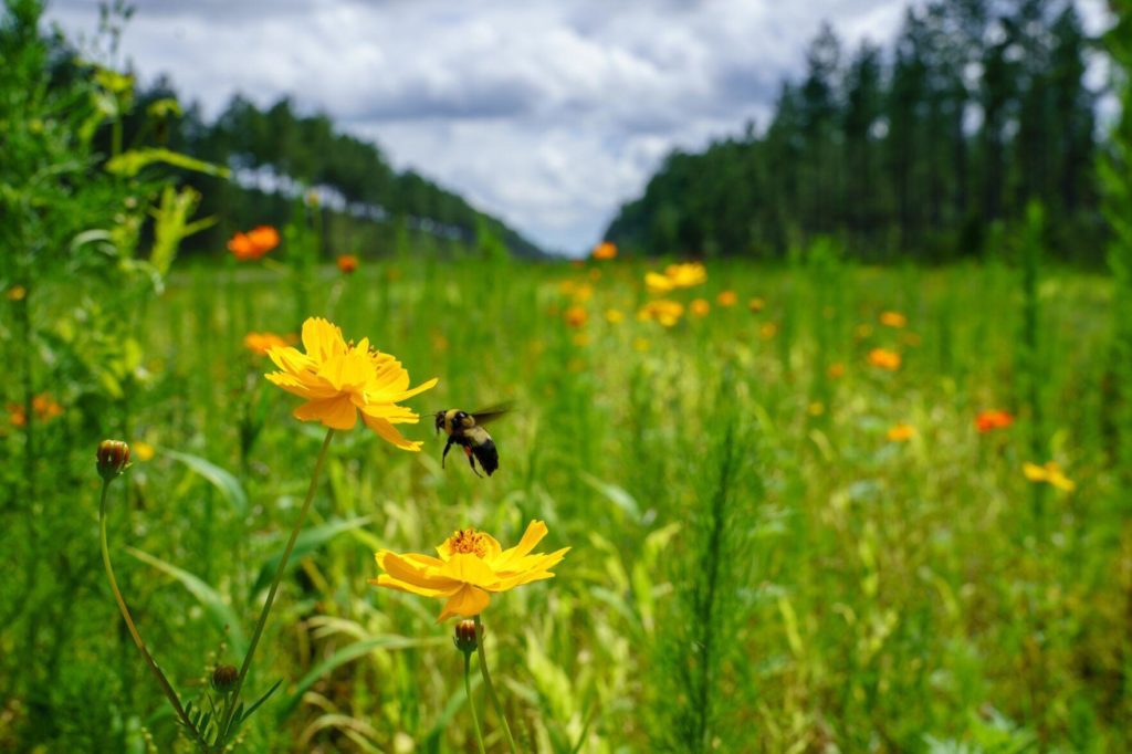 Bee pollinating flower at Camp Hall