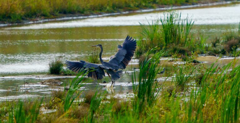 Bird on Pollinator Pathway at Camp Hall