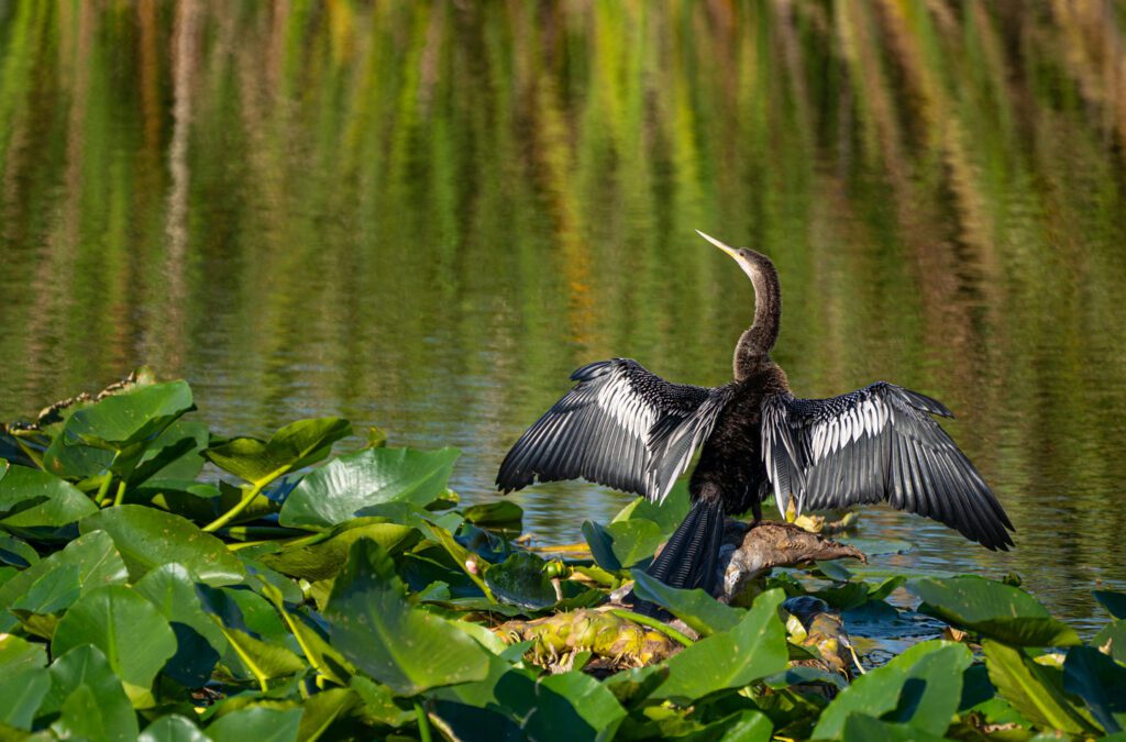 Anhinga