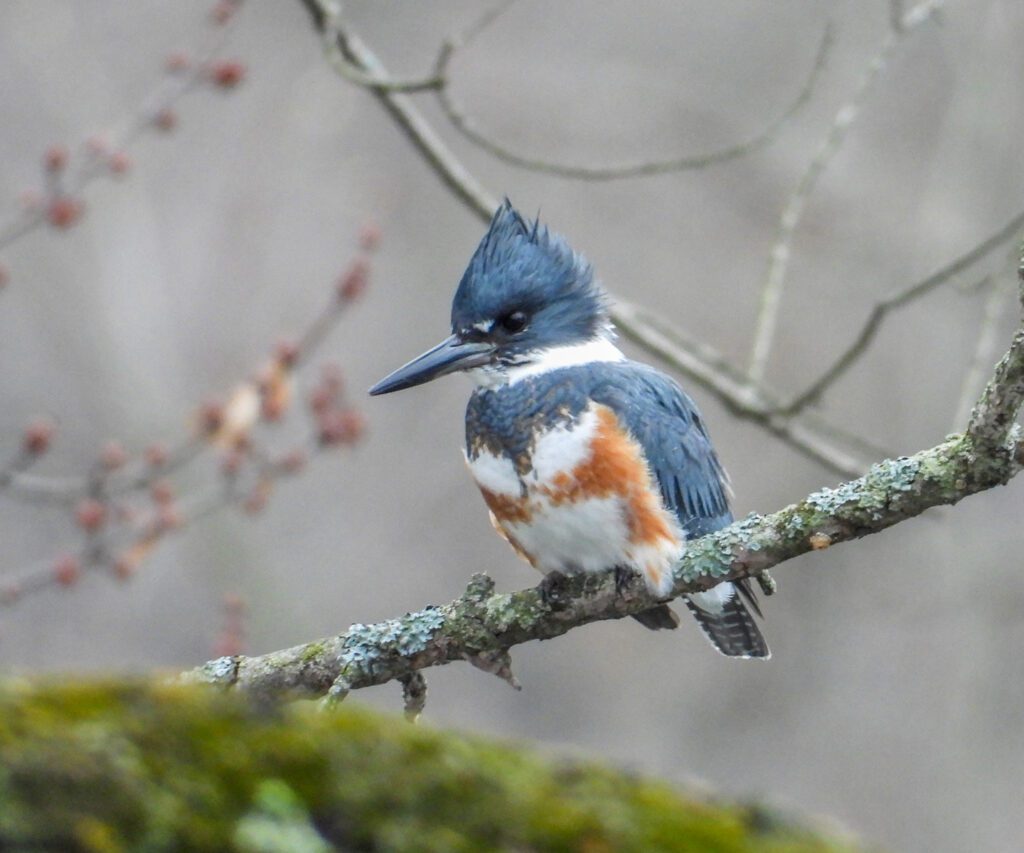 Belted Kingfisher