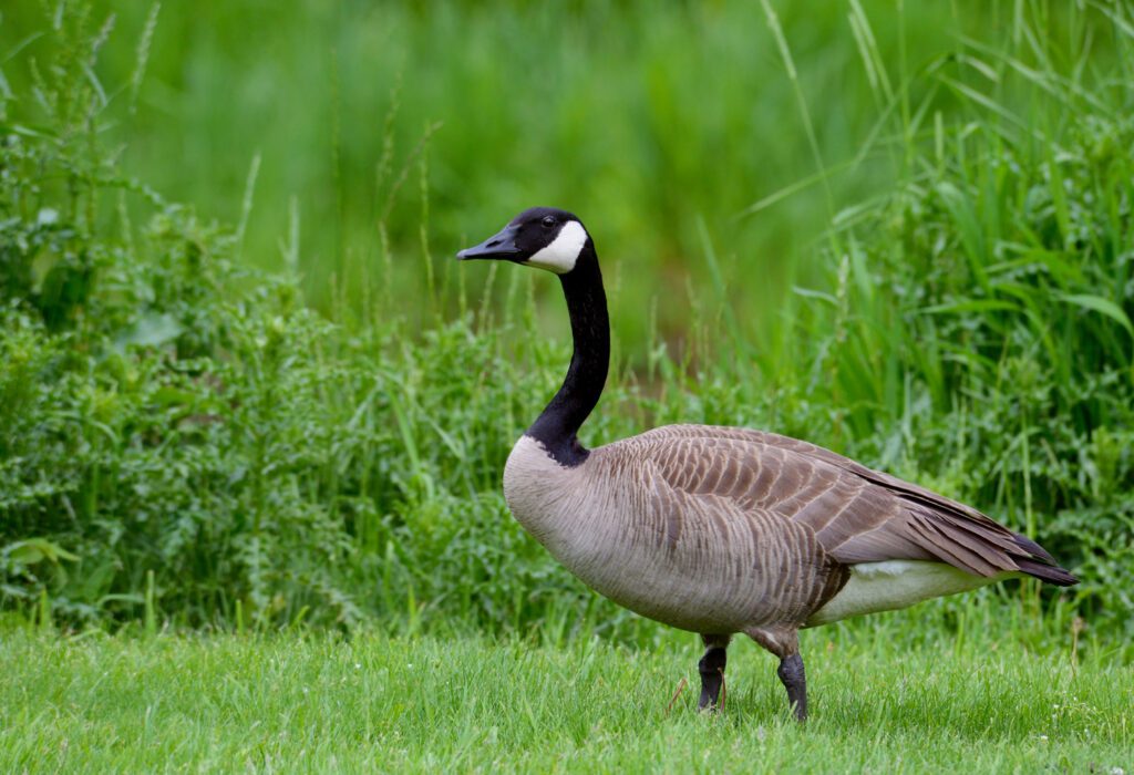 Canada Goose