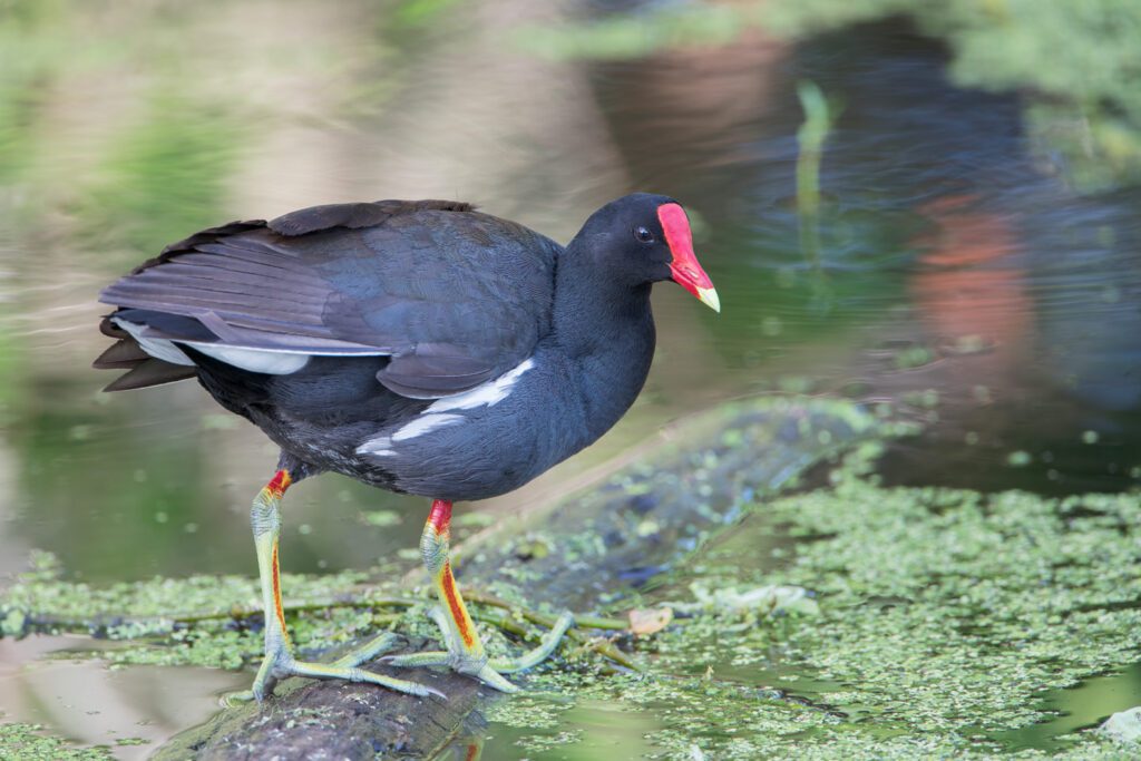 Common gallinule