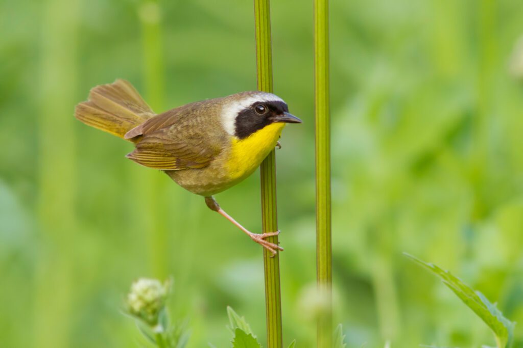 Common Yellowthroat