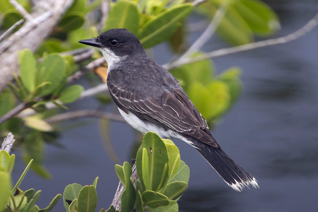 Eastern Kingbird