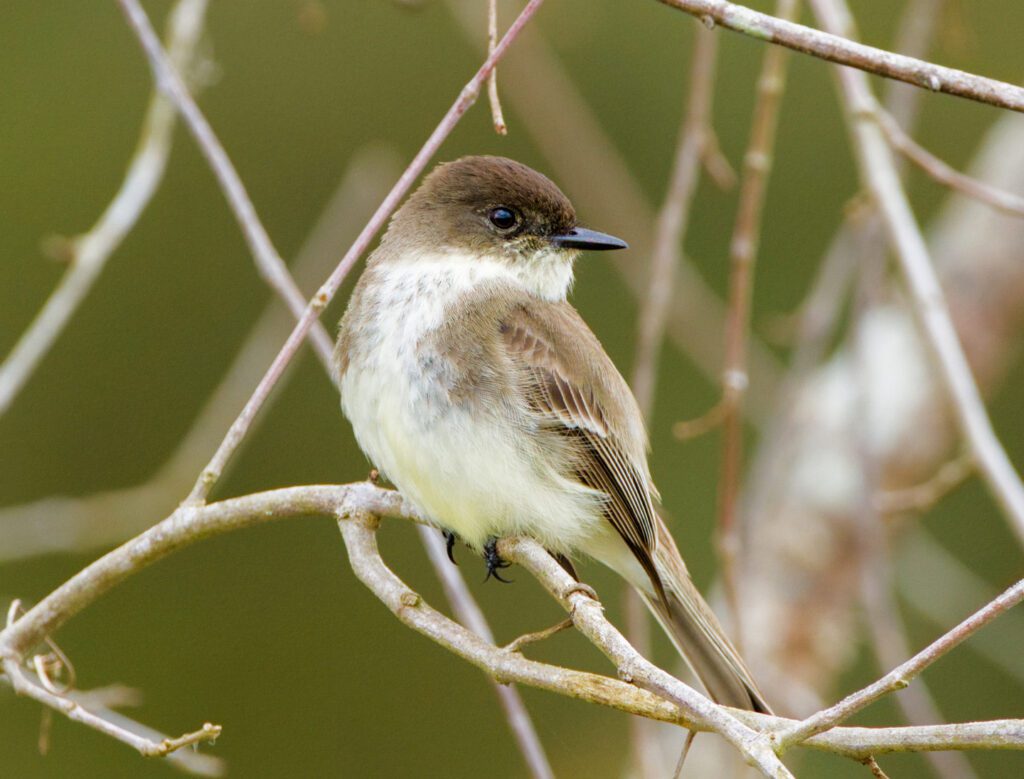 Eastern Phoebe