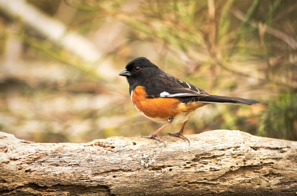 Eastern Towhee