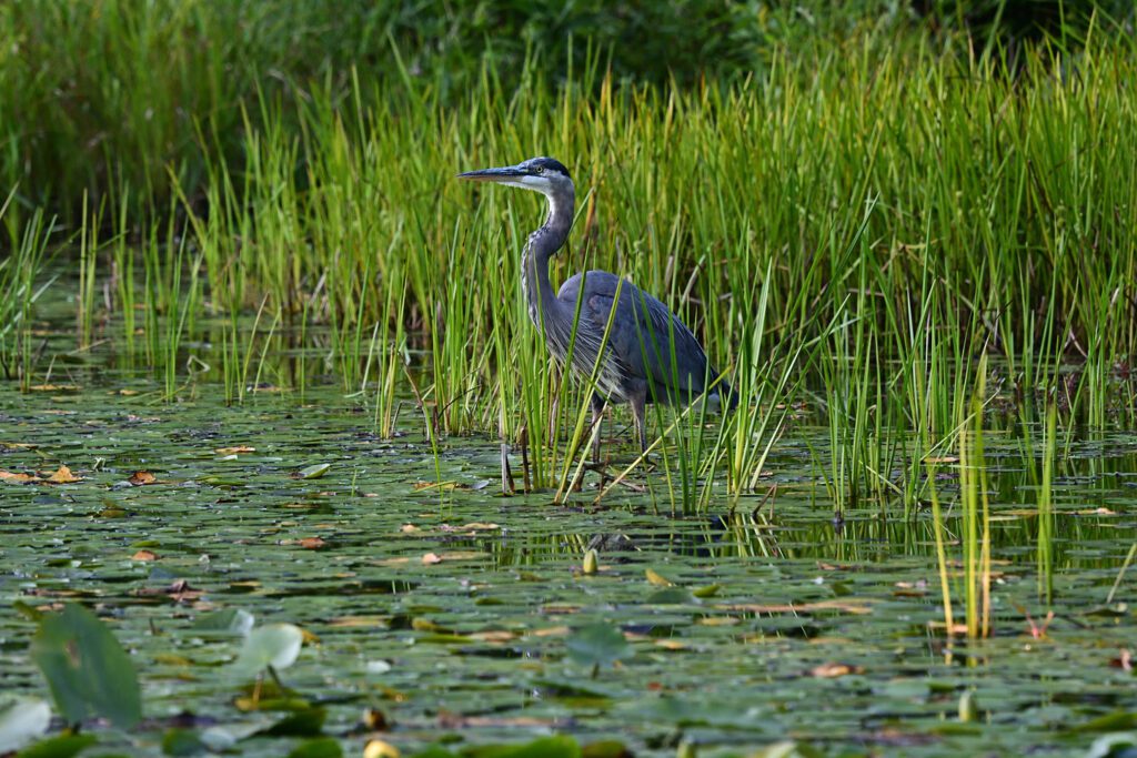 Great Blue Heron