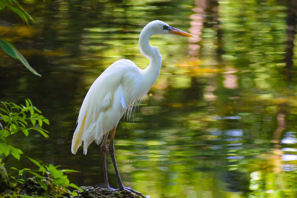 Great Egret