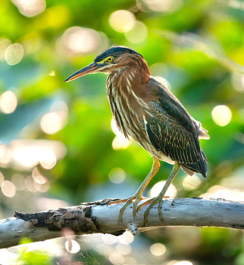 Green Heron