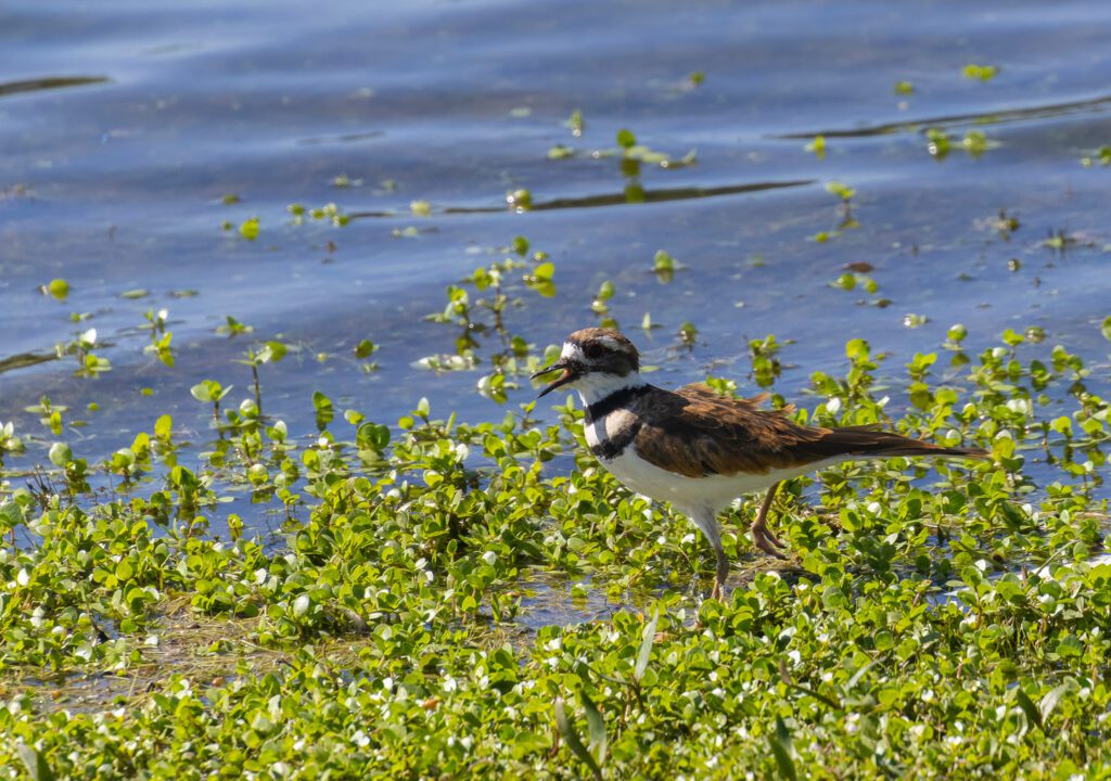 Killdeer