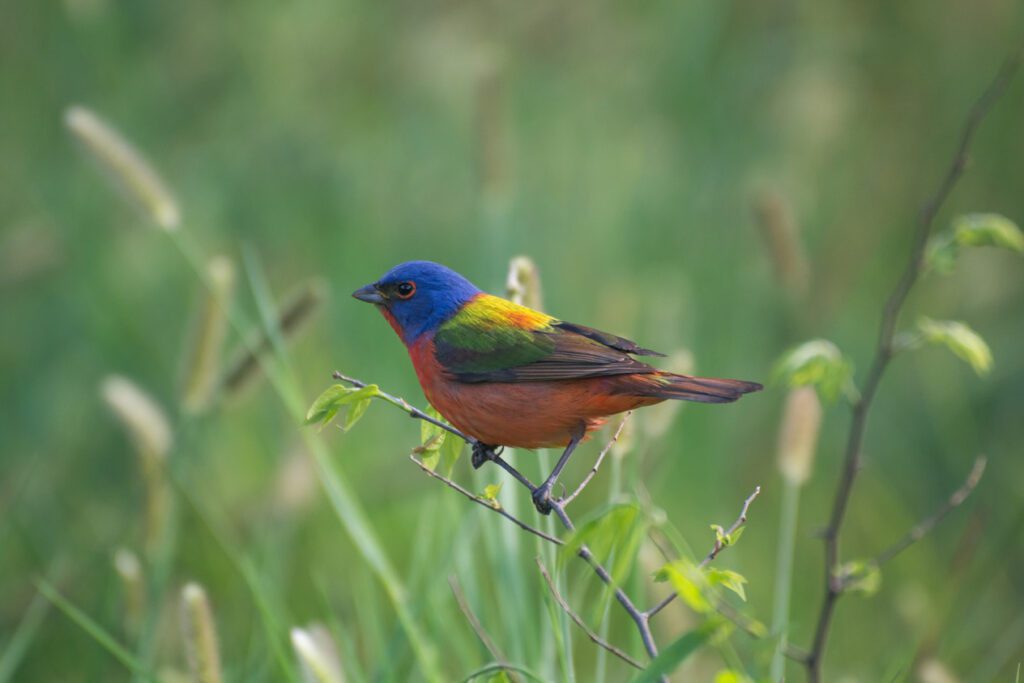 Painted Bunting