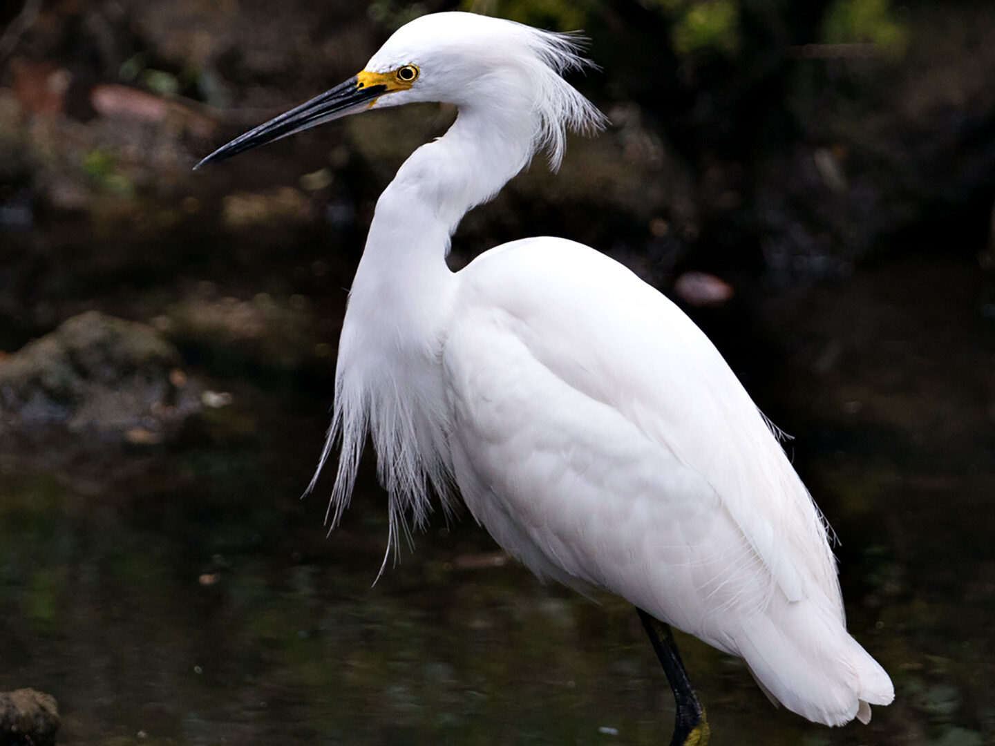 Snowy Egret