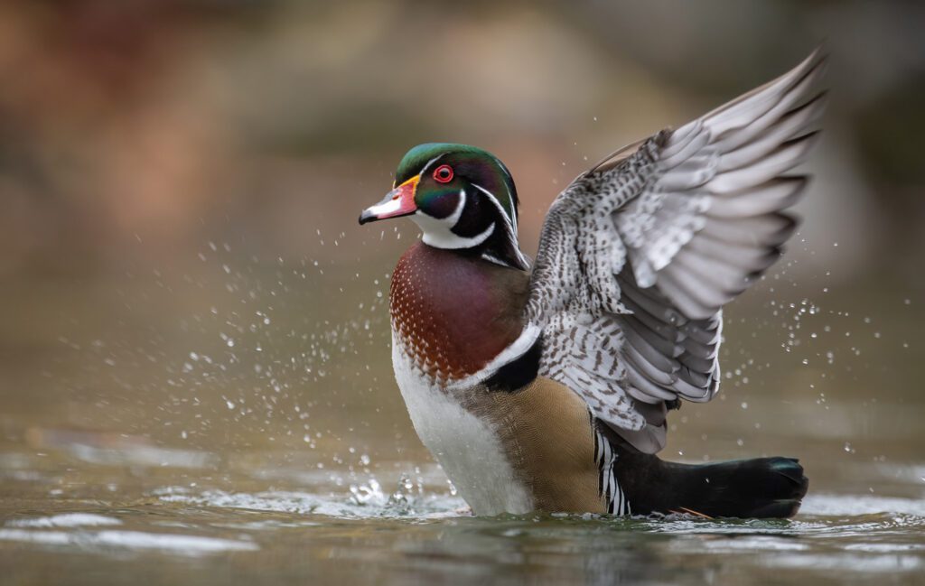 Wood Duck