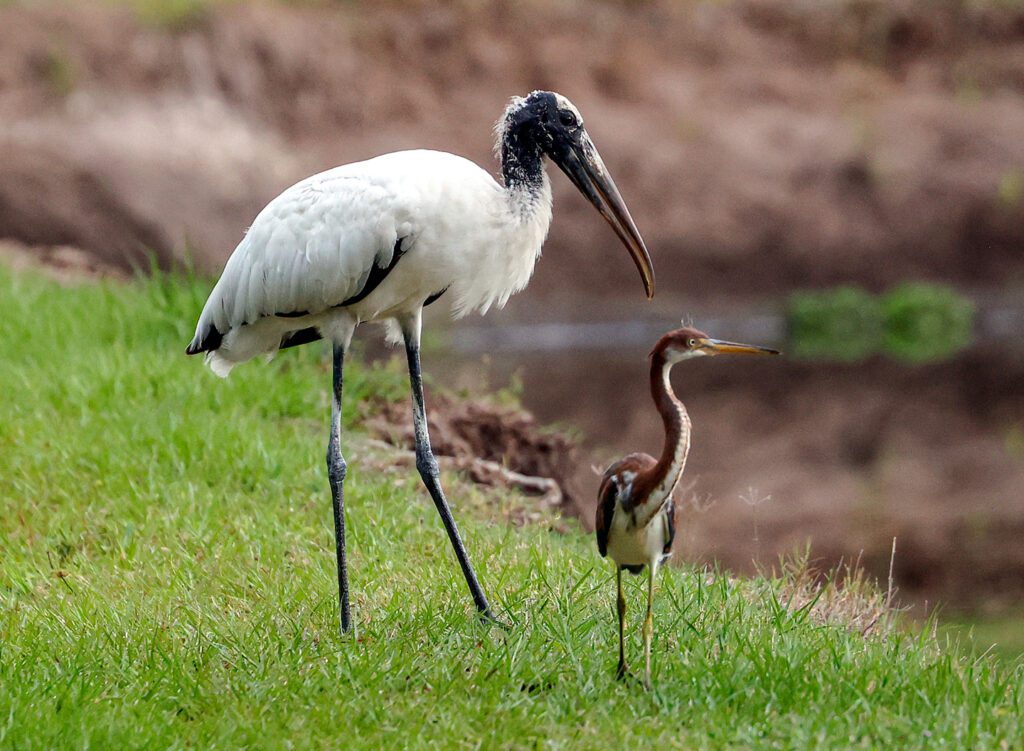 Wood Stork