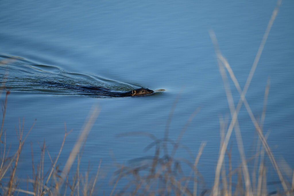 Otter swimming
