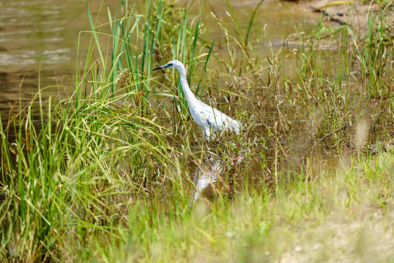 Heron by the water