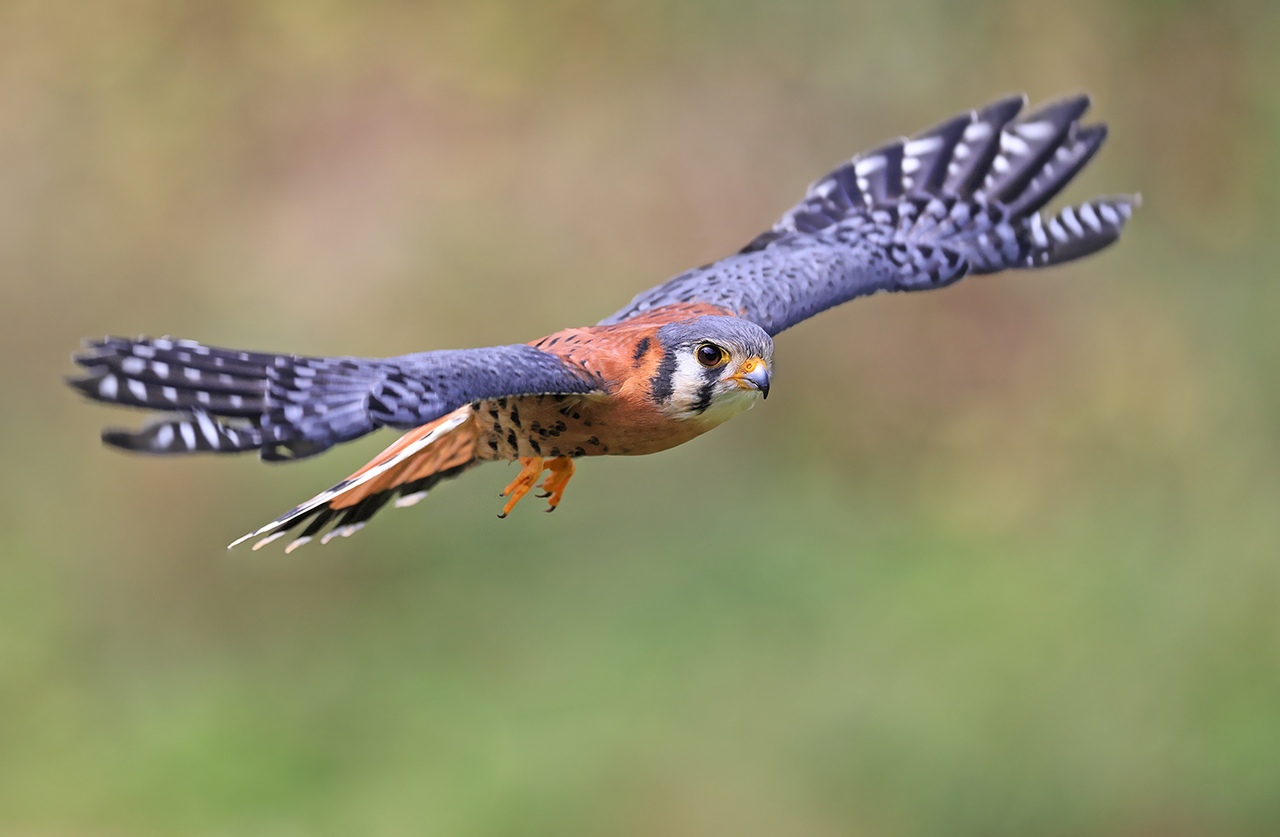 American Kestrel flying on green background