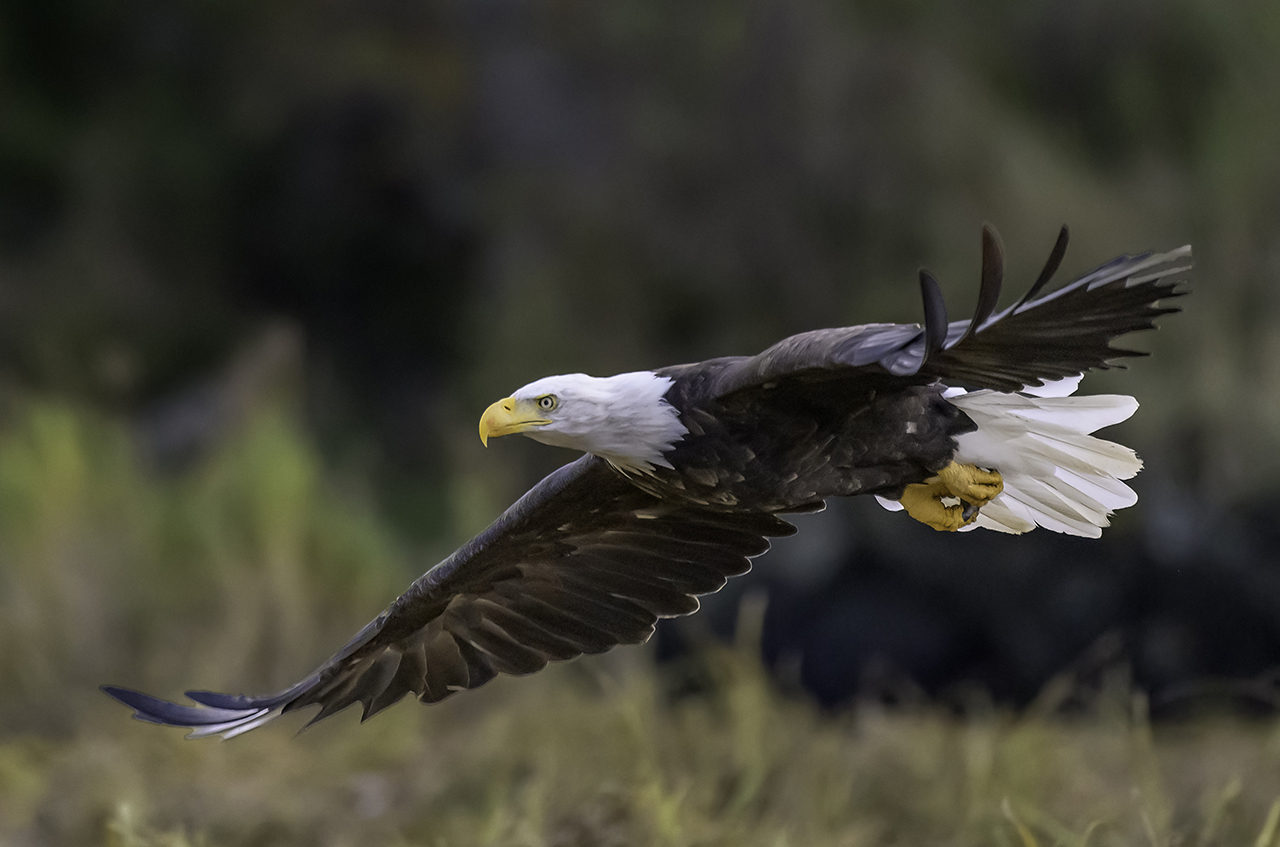 Bald Eagle