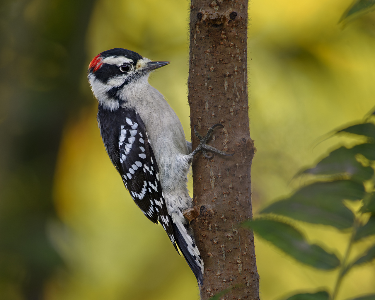 Downy Woodpecker