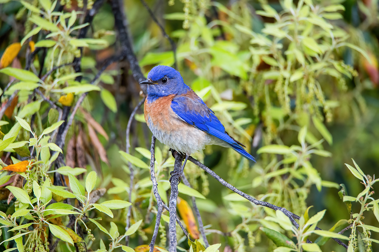 Close-up of eastern blue bird