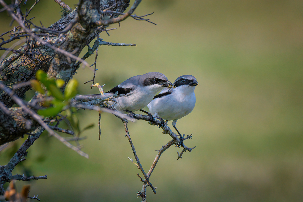 Loggerhead Shrike