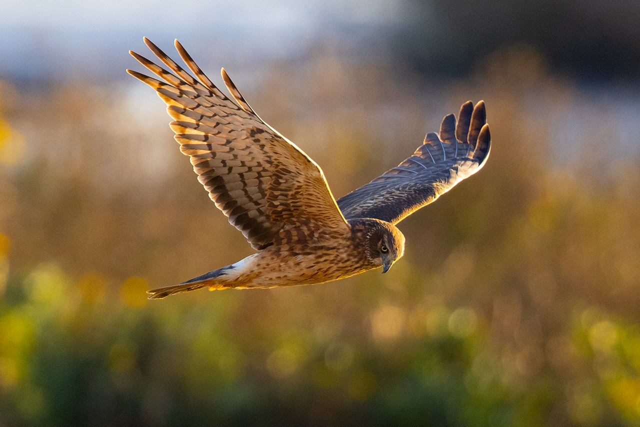 Northern harrier