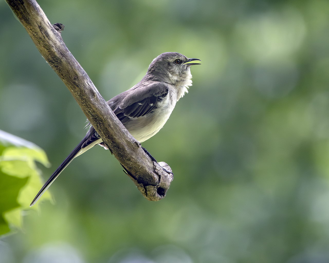 Northern Mockingbird