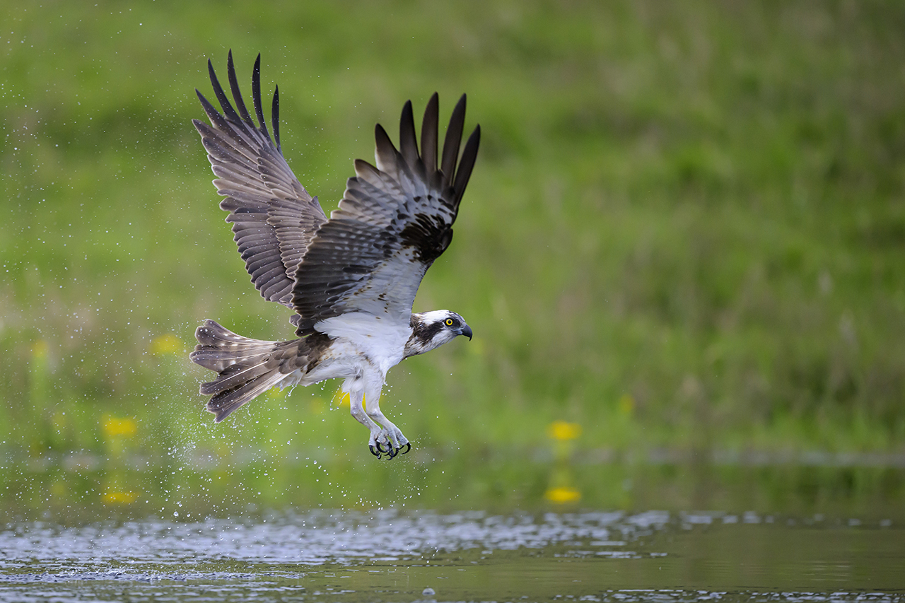 Osprey in flight over water