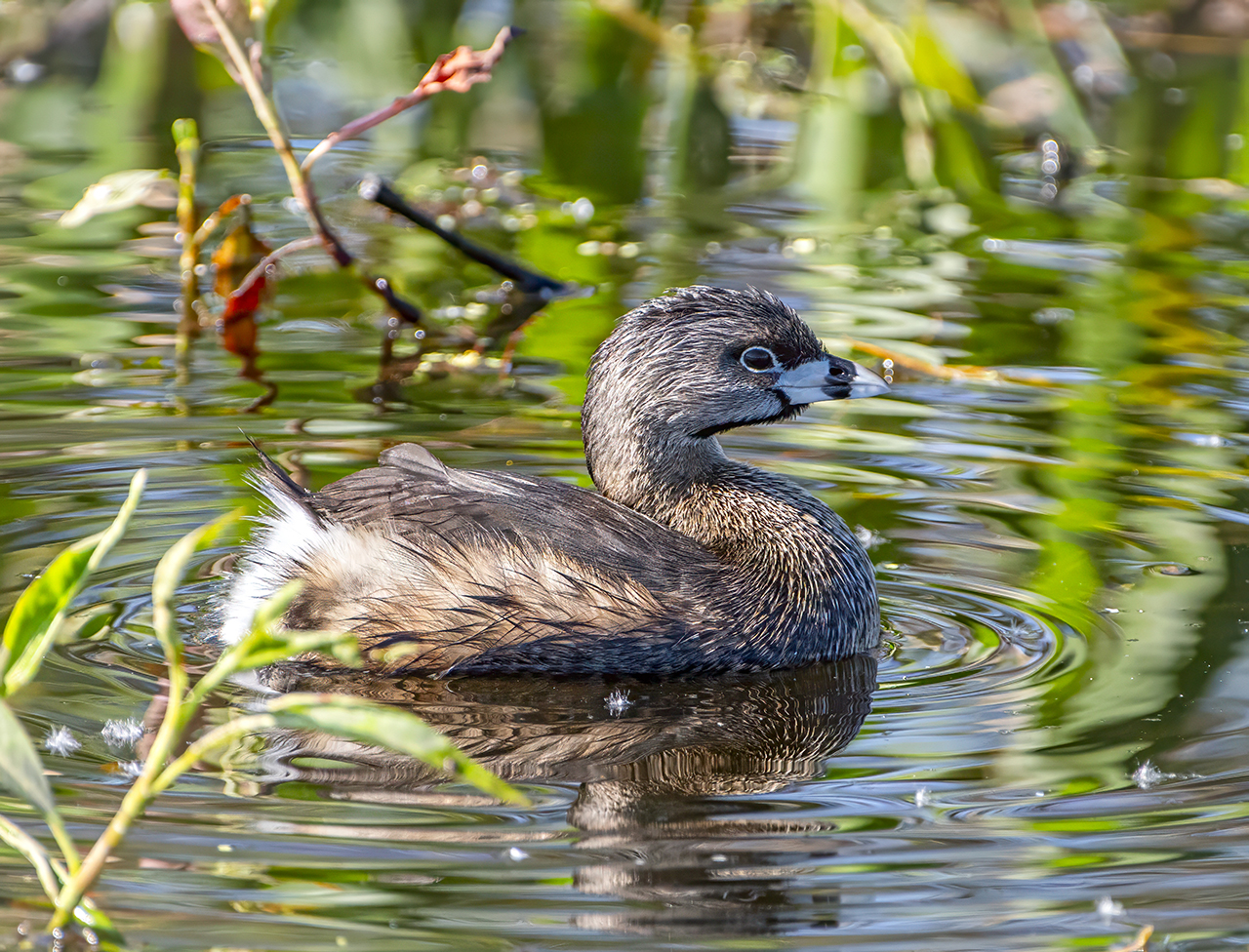 Pied-billed Grebe
