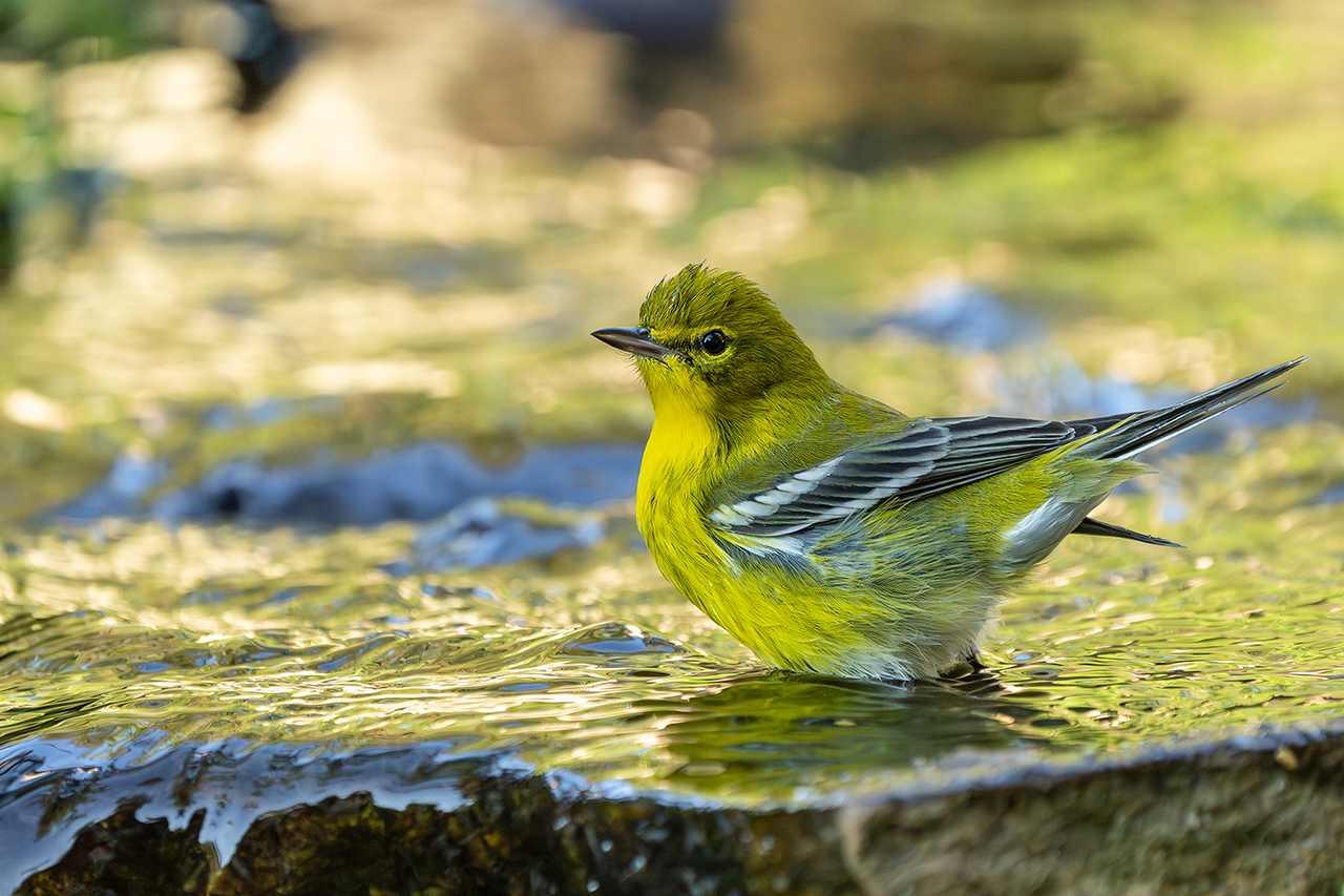 Pine warbler with wet ruffled plumage bathing in shallow rock water feature