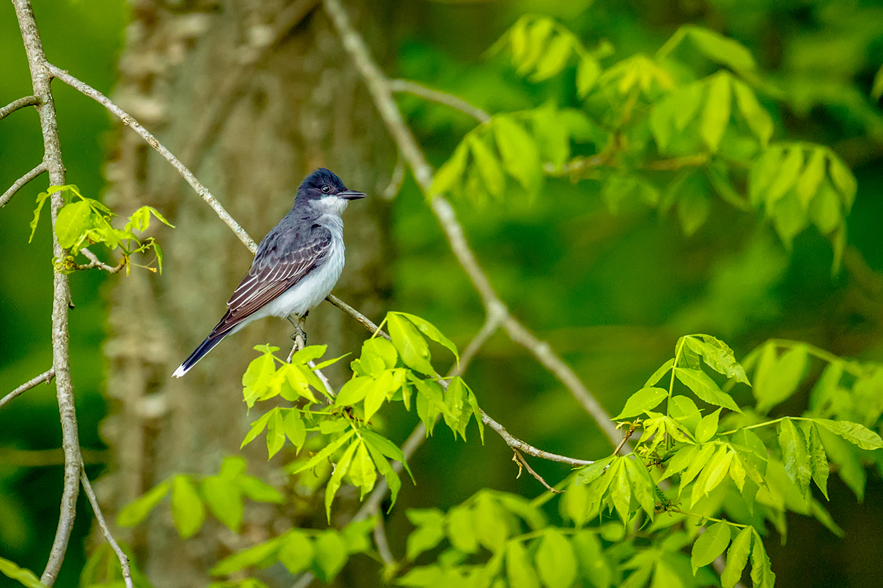 Purple Martin