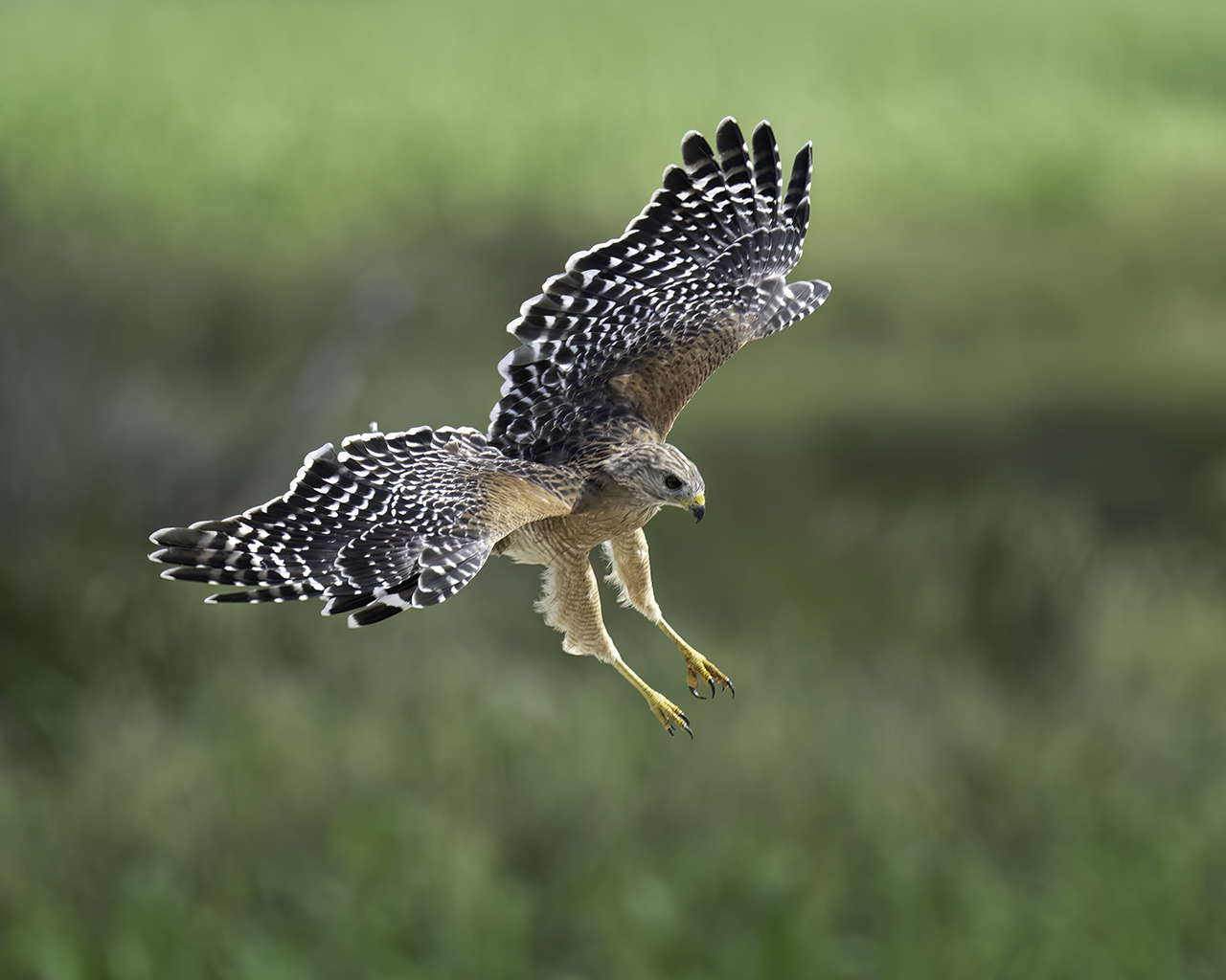 Red-shouldered Hawk Attack Pose
