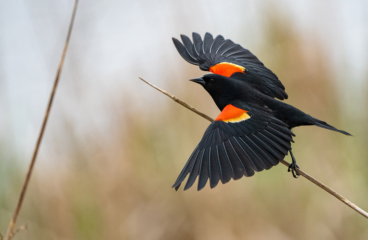 Red Wing Black Bird Mating Plummage