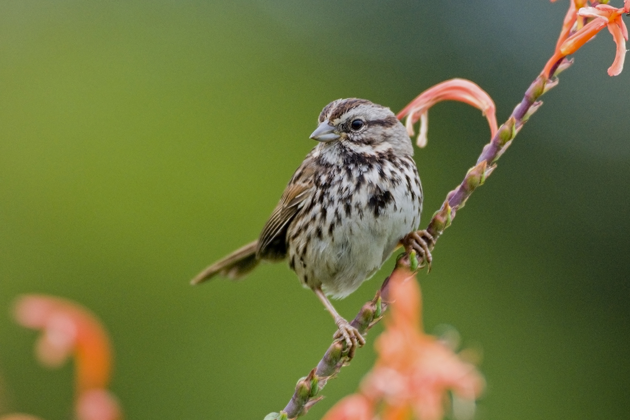 Song Sparrow on twig