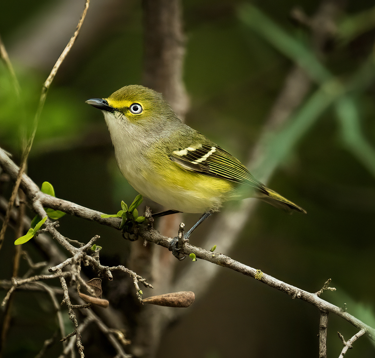 White Eyed Vireo
